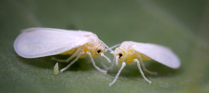 Read About Insects Stealing Genes