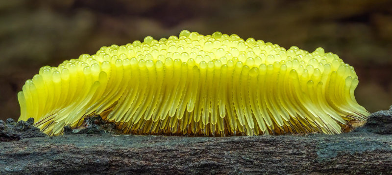 Meet Slime Molds